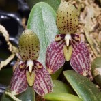 Bulbophyllum cambodianum-Flowering Size